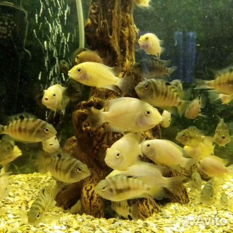 Рыбки цихлиды чернополосые