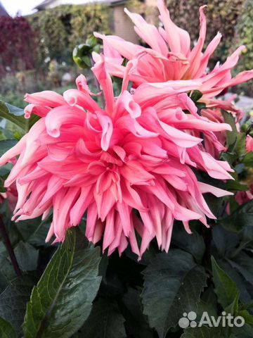 Клубни многолетних георгинов