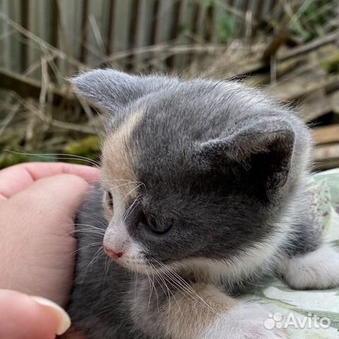 Отдадим пятерых котят Рыжий, черный, серый и др