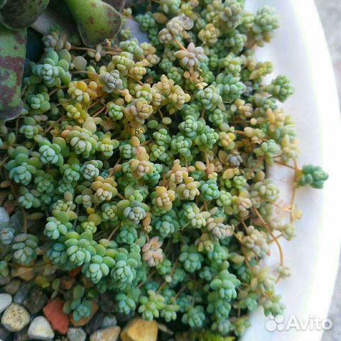 Суккуленты 2