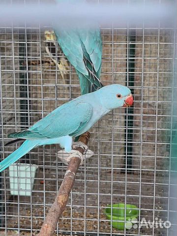 Ожереловый попугай