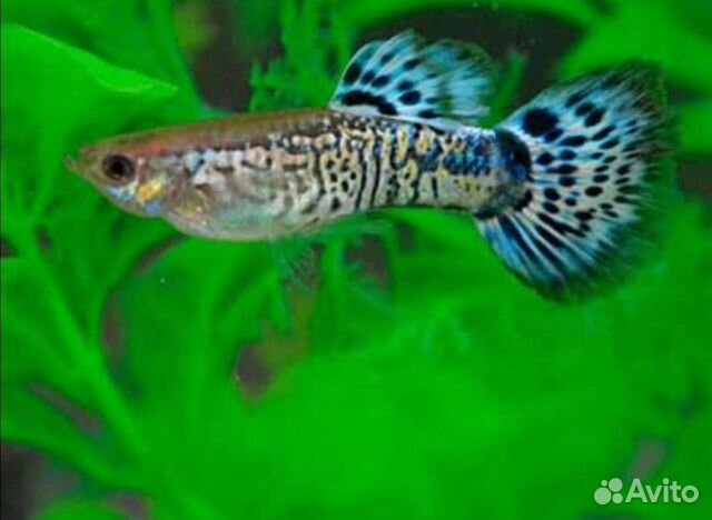 Гуппи мальки, неоны, креветки, растения
