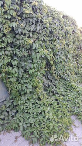 Растения для сада