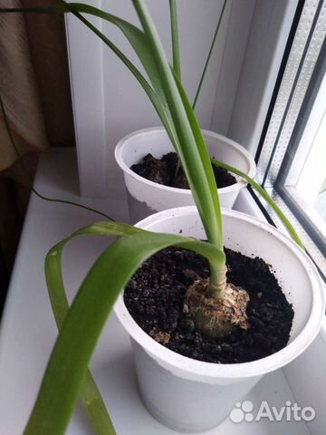 Индийский лук от остеохондроза, коланхое