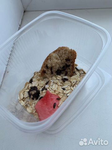 Жук знахарь и личинки (любое количество)