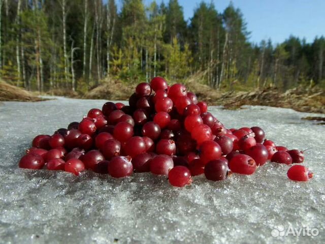 Клюква Озон