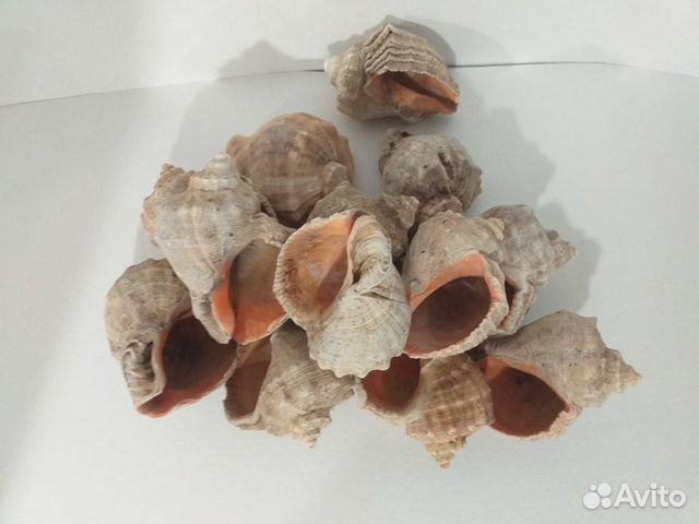 Морские ракушки раковины