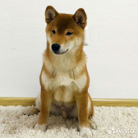 Порода сиба ину. Сиба ину. Сиба-ину фото. Авито щенок сиба. Сиба ину мини щенок.