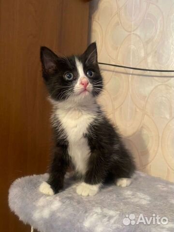 Марик котенок