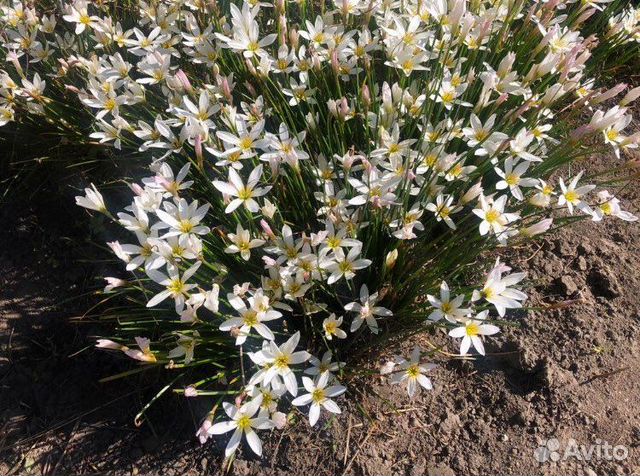 Зефирантес белый луковица (выскочка)