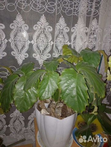 Тетростигма и другие комнатные цветы