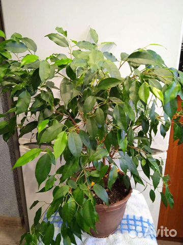 Сортовые фикусы бенджамина