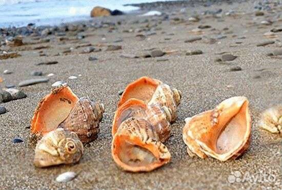 Раковины рапаны черноморской