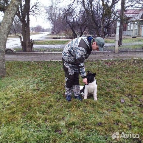 Дрессировка собак любых пород