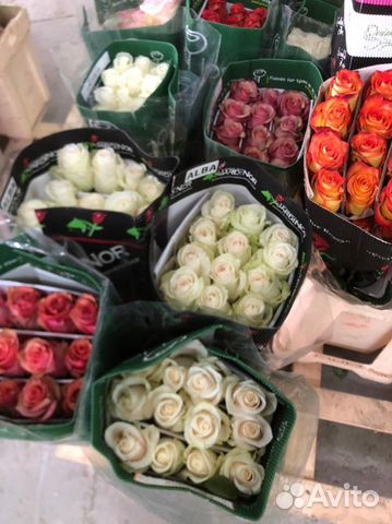 Роза Эквадор опт