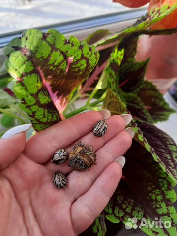 Семена клещевины