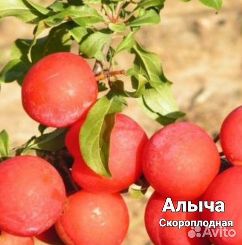Саженцы Алычи