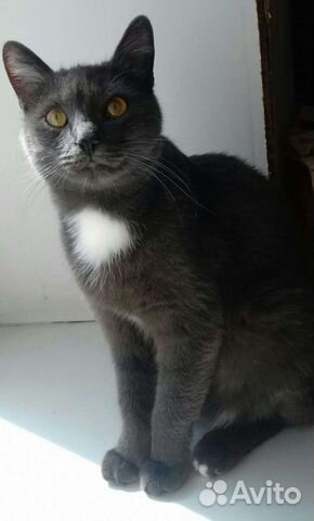 Котик в добрые руки