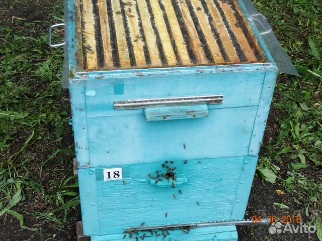 Пчелы (пасека) купить на Зозу.ру - фотография № 2