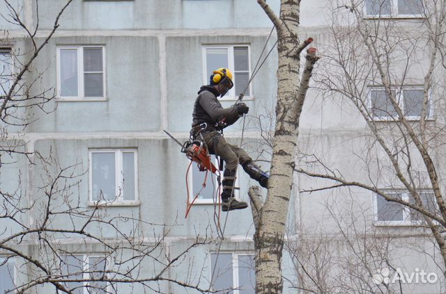 Удаление деревьев.Спилить дерево.Валка деревьев Удаление деревьев.Спилить дерево.Валка деревьев