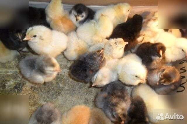 Цыплята, куры несушки (рыжие, белые, черн), цена купить на Зозу.ру - фотография № 3
