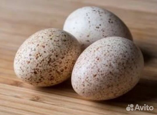 Продам индюшиные яйца купить на Зозу.ру - фотография № 1