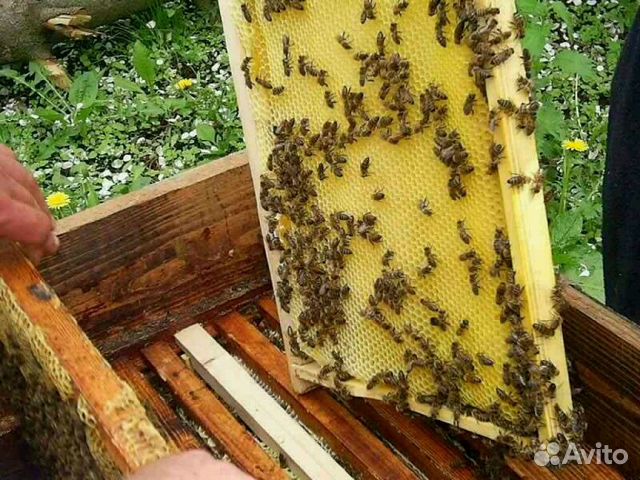 Пчелы породистые, с ульями купить на Зозу.ру - фотография № 2
