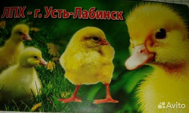 Утята, Гусята, Цыплята, Индюки, Куры купить на Зозу.ру - фотография № 1