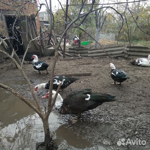 Продаю индоуток Продаю индоуток