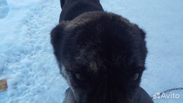 Собака из приюта в г.Валдай ищет любящего хозяина купить на Зозу.ру - фотография № 5