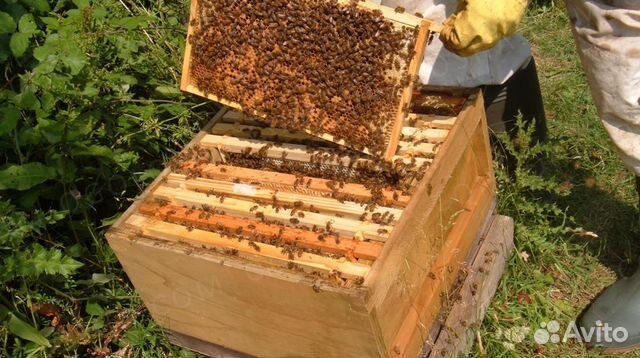 Пчелосемьи/пчелы купить на Зозу.ру - фотография № 5