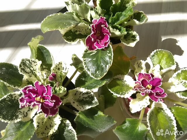 Сортовая фиалка ле-Оксана Сортовая фиалка ле-Оксана