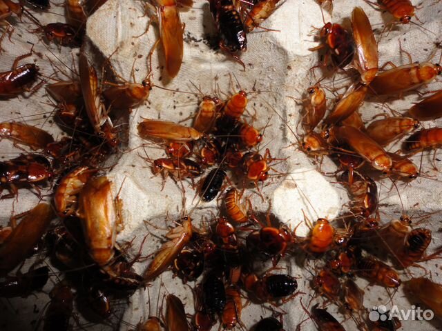 Мраморные тараканы / туркменские тараканы купить на Зозу.ру - фотография № 2