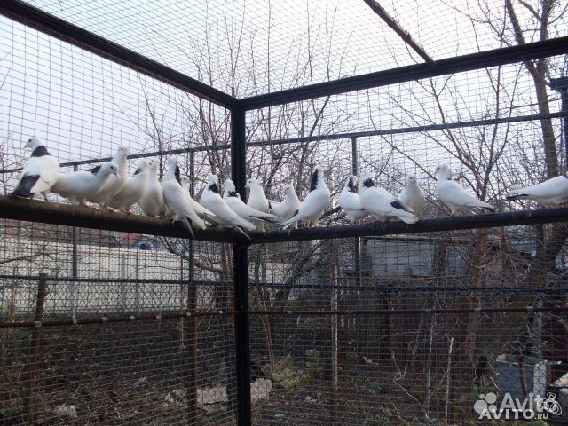 Иранские голуби Виктор купить на Зозу.ру - фотография № 5