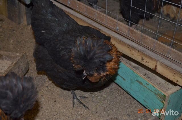 Инкубационное яйцо, цыплята, петушки купить на Зозу.ру - фотография № 5
