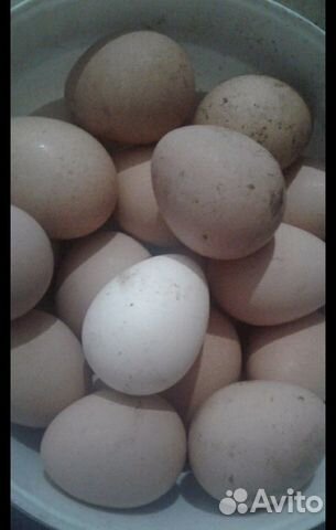 Цесарка (яйцо инкубационное) купить на Зозу.ру - фотография № 1