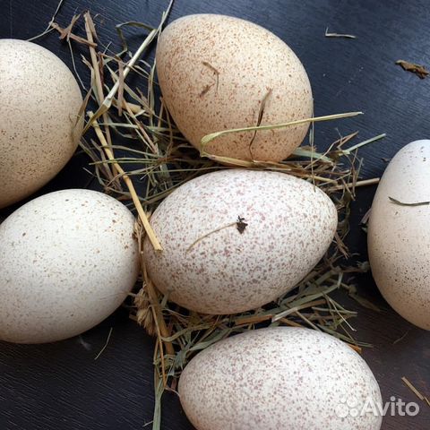 Яйца домашней птицы, инкубационное купить на Зозу.ру - фотография № 1