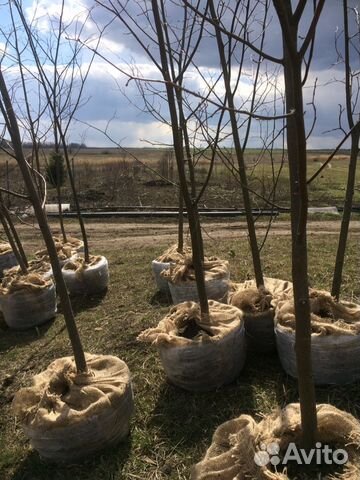 Липа мелколистная зкс
