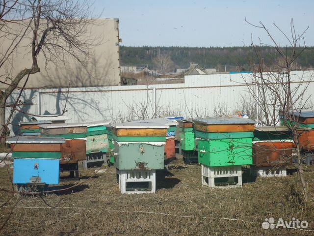 Продам пчел купить на Зозу.ру - фотография № 1