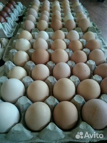 Купить яйца иркутск. Заказать яйцо куриное голошейки. Инкубационное яйцо голошейки купить. Ккой свет яиц у голошеек.