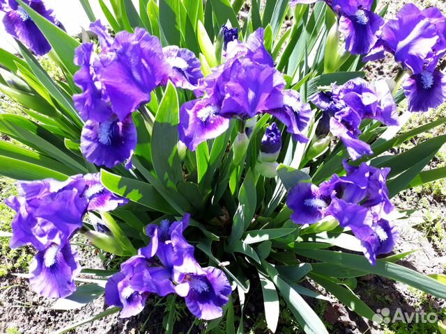 Ирис карликовый Ирис карликовый