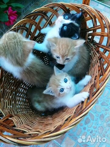 Рыжие котята (4шт один мальчик) и 1 трехцветный ко