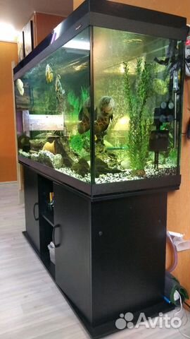 Аквариум ссб-Аква 500 литров с рыбами