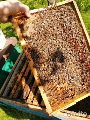 Продаю пчёлы купить на Зозу.ру - фотография № 3