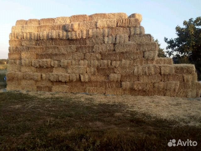 Солома ячменная и пшеничная в тюках