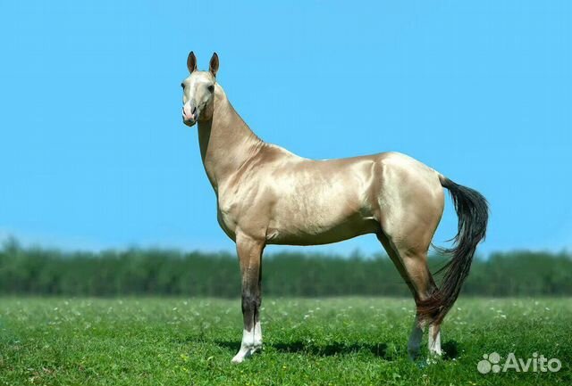 Ахалтекинская лошадь фото перламутровая