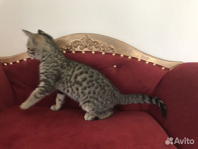 Египетская мау котик Сагбан купить на Зозу.ру - фотография № 10