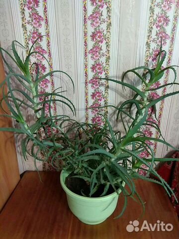 Aloe