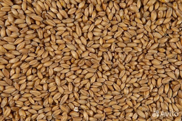 Пшеница фуражная 14 процентов влажность купить на Зозу.ру - фотография № 2
