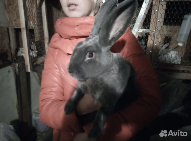 Кролики Рекс купить на Зозу.ру - фотография № 3